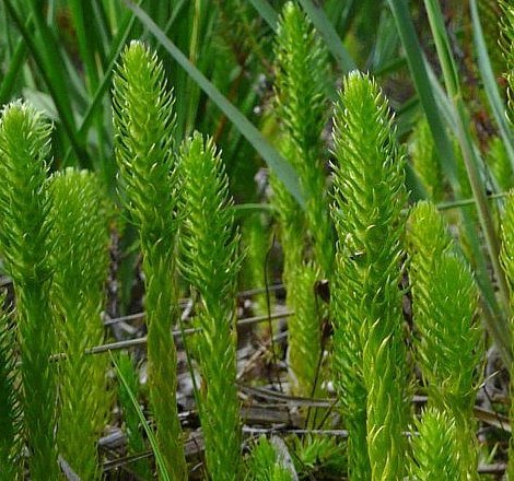 Moorb&auml;rlapp besiedelt Nudersdorf